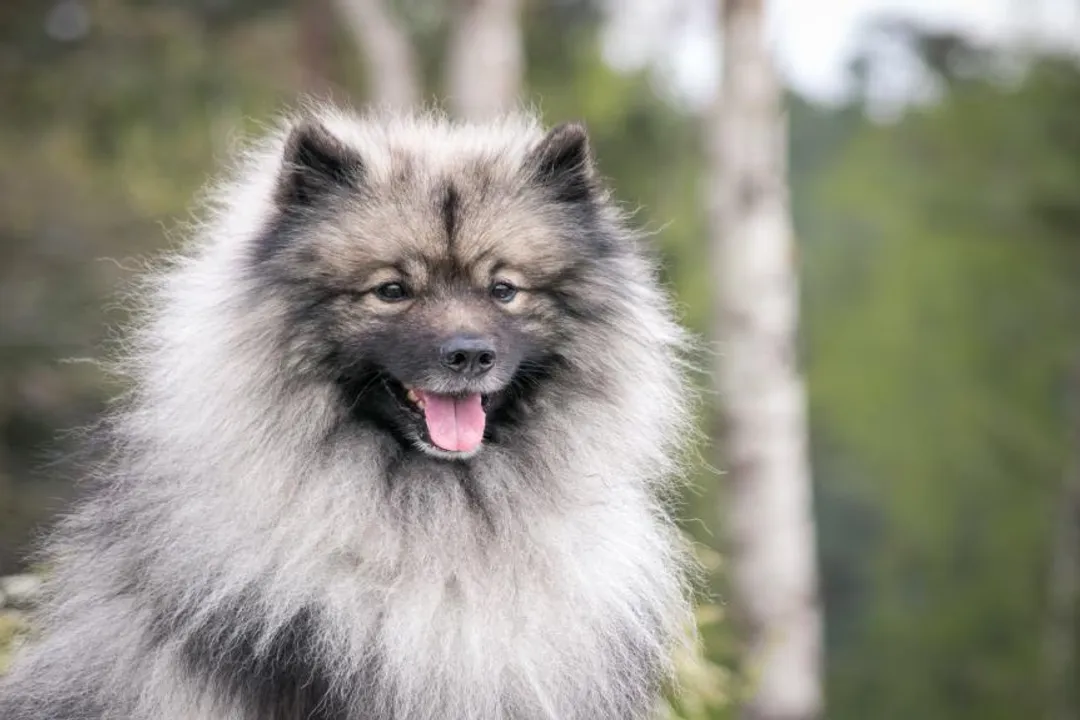 How much does a Keeshond puppy cost?