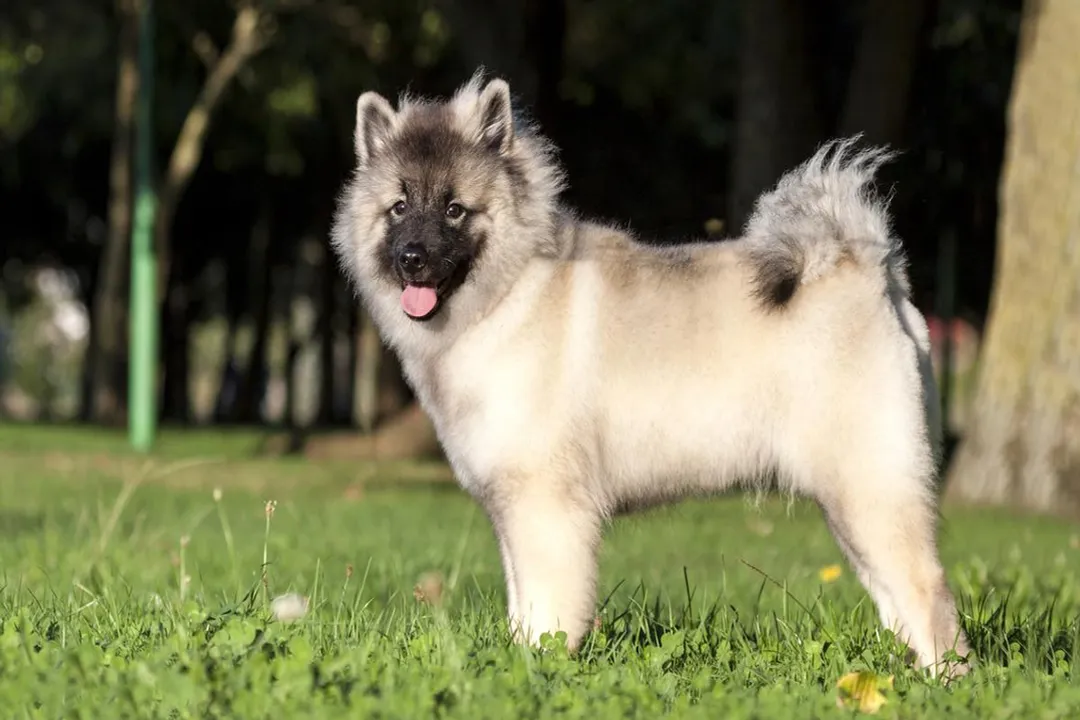 How much does a Keeshond puppy cost?, Cost Variances