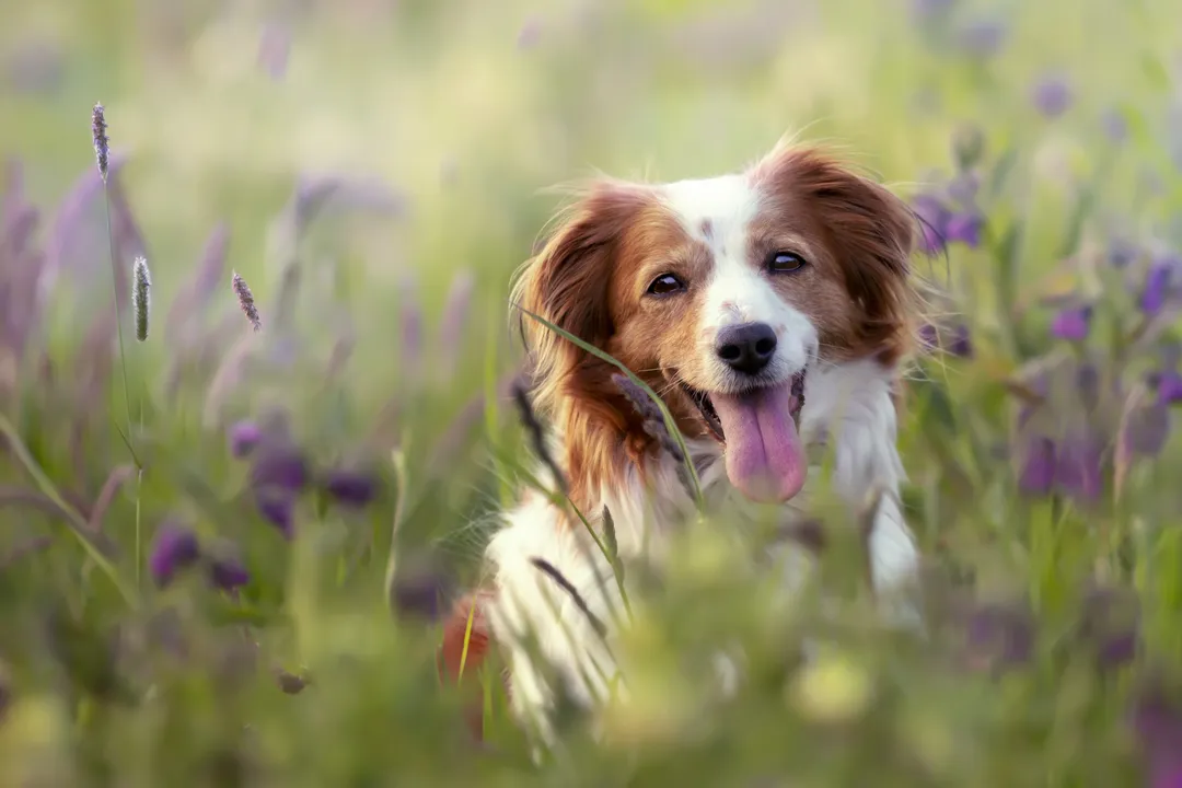 How much does a Kooikerhondje puppy cost?, Initial Ownership Costs