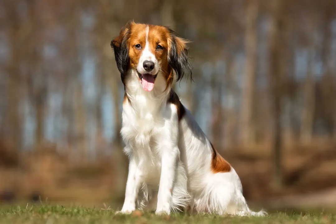 How much does a Kooikerhondje puppy cost?, Price Range