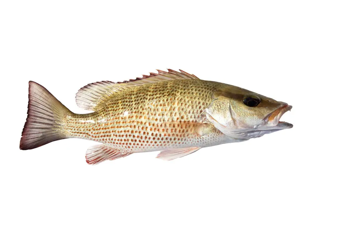 How much does a mangrove snapper weigh?, Maximum Size