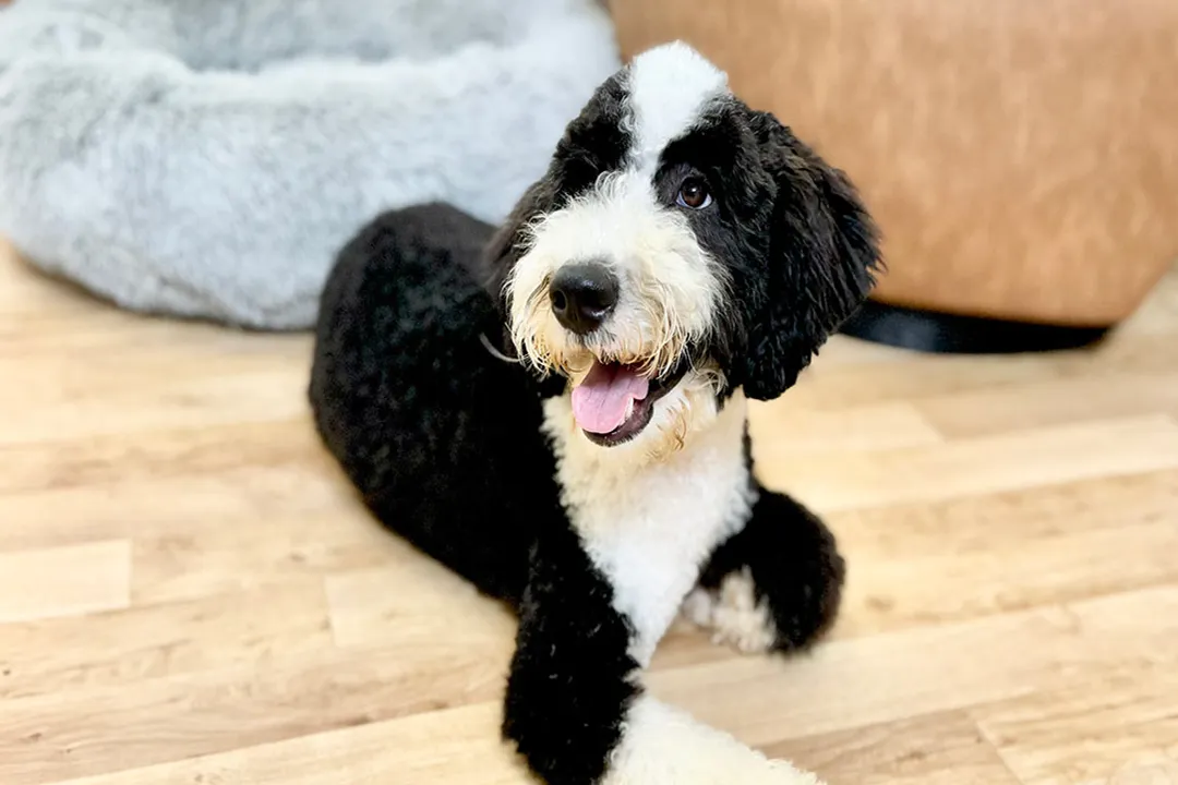 How much does a shepadoodle cost?, Beyond the Purchase Price