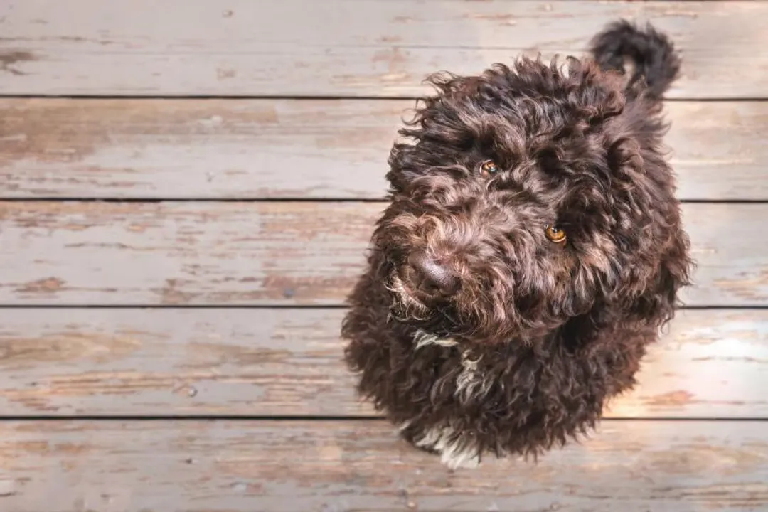 How much does a shepadoodle cost?, Influencing Factors