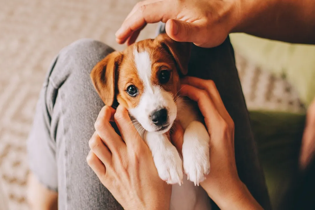 How much does a shepadoodle cost?, Adoption Versus Breeder: The Hidden Costs