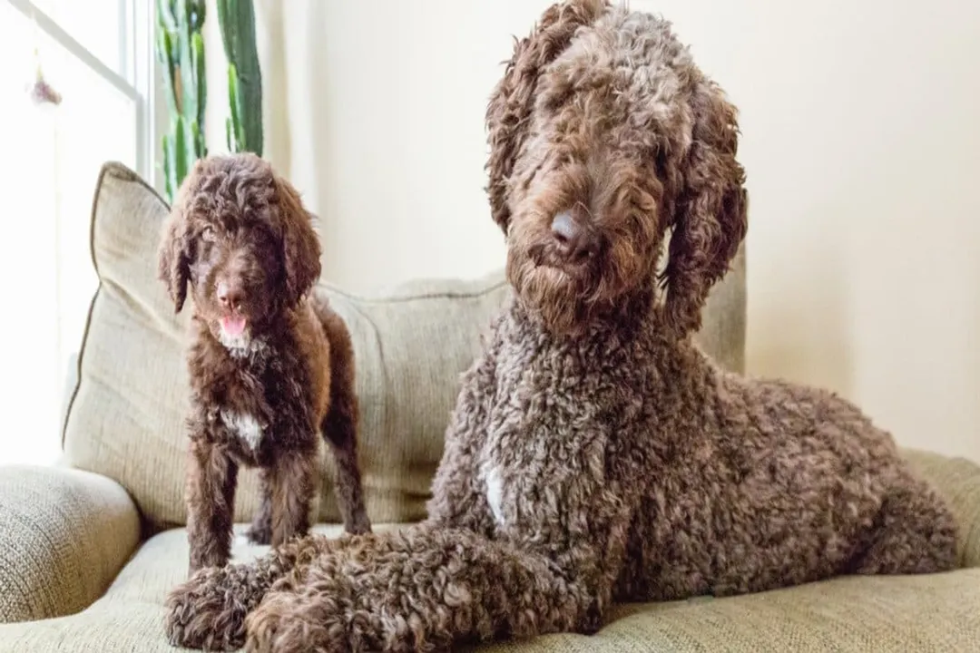 How much does a shepadoodle cost?, Purchase Price Ranges
