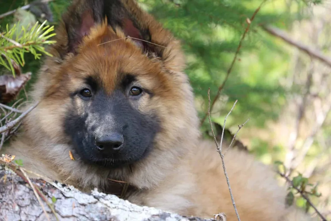 How much does a Shiloh Shepherd puppy cost?