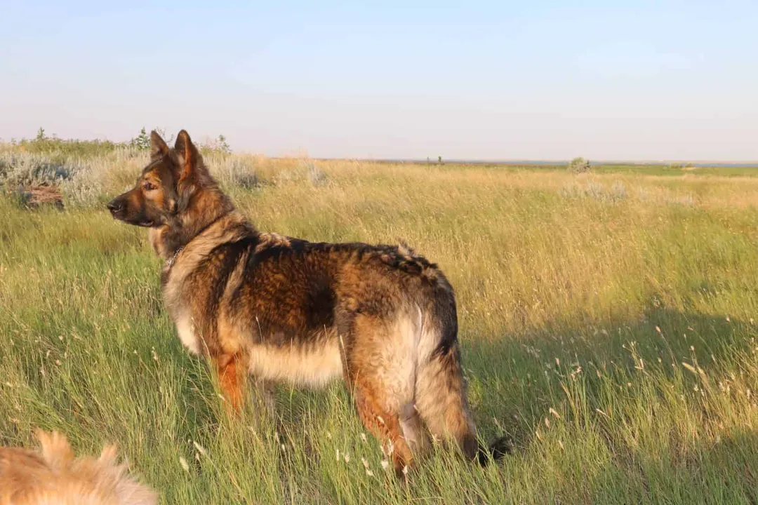 How much does a Shiloh Shepherd puppy cost?, Price Factors