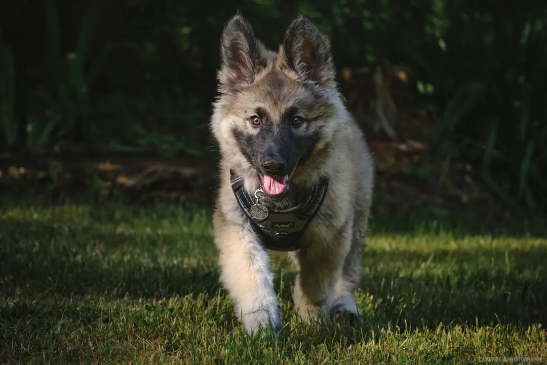 How much does a Shiloh Shepherd puppy cost?, Price Factors