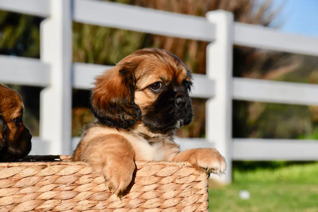 How much does a spanador cost?, Research Findings