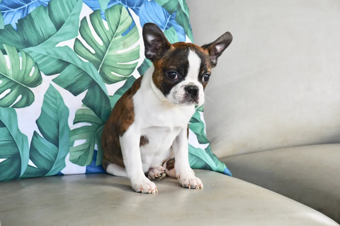 How much does a spanador cost?, Canine Cost Benchmarks