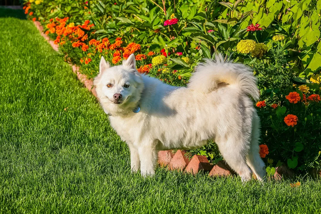 How much does an American Eskimo Dog cost?, Purchase Price Range