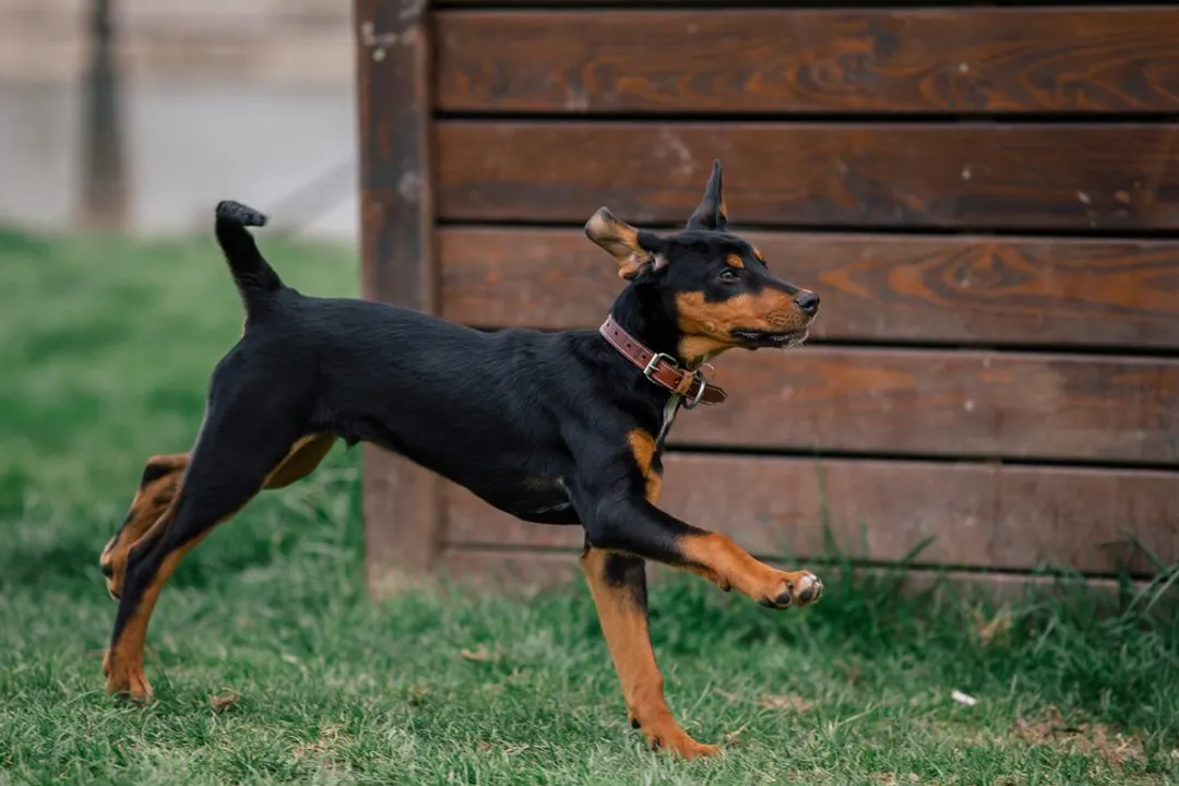 How much exercise do Transylvanian Hounds need?