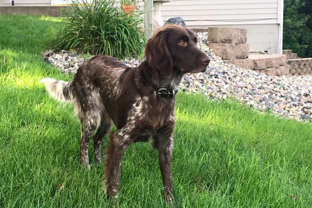 How much exercise does a Munsterlander need?, Large Needs