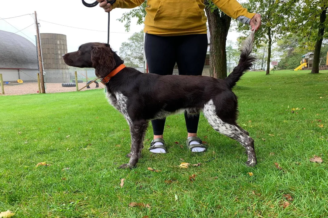 How much exercise does a Munsterlander need?, Intensity Comparison