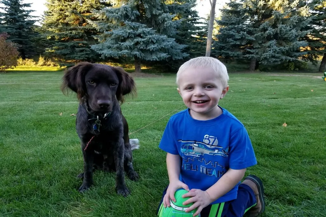 How much exercise does a Munsterlander need?, Small Requirements