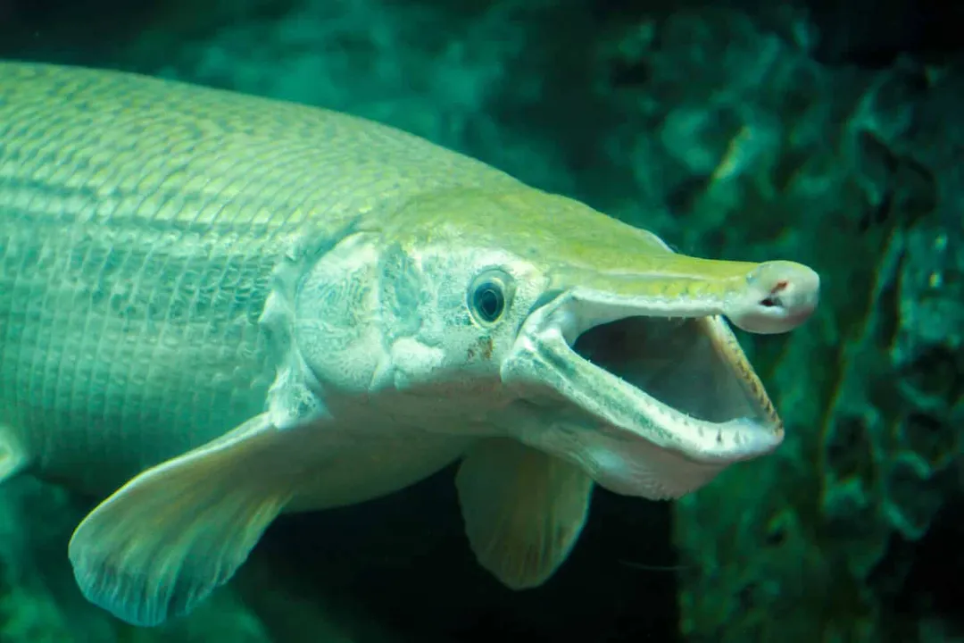 How much is a freshwater polka dot stingray?