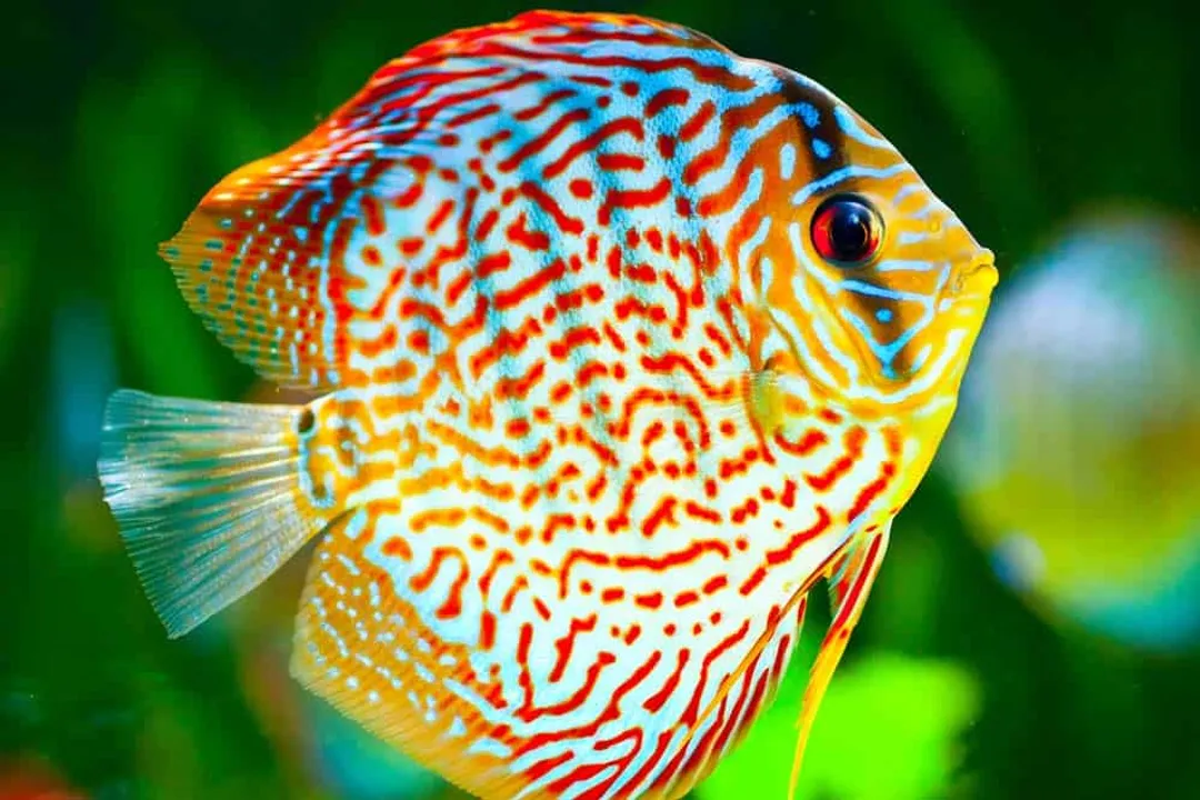 How much is a freshwater polka dot stingray?, Retail Variation Spectrum