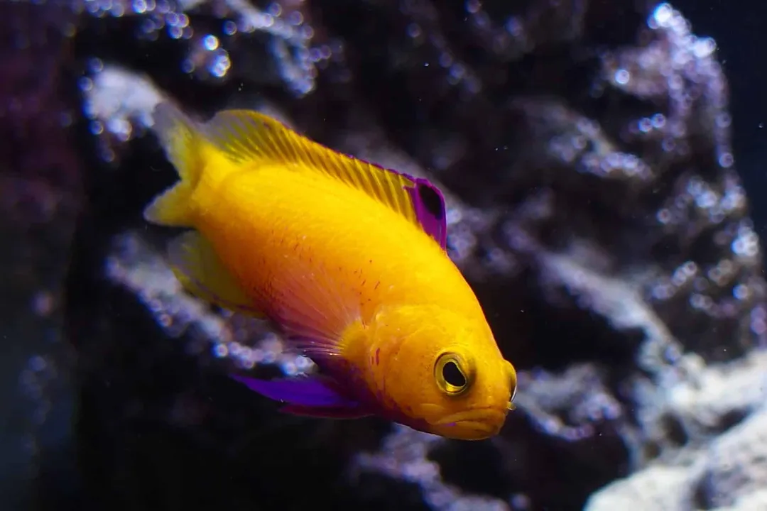 How much is a freshwater polka dot stingray?, Identification Basis