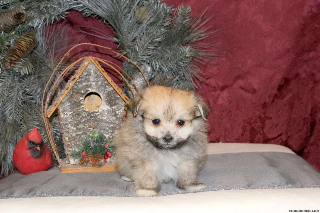 How much is a Maltipom?, Price Spectrum