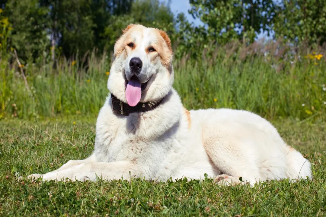 How much is an Alaska shepherd?, Breed Identification