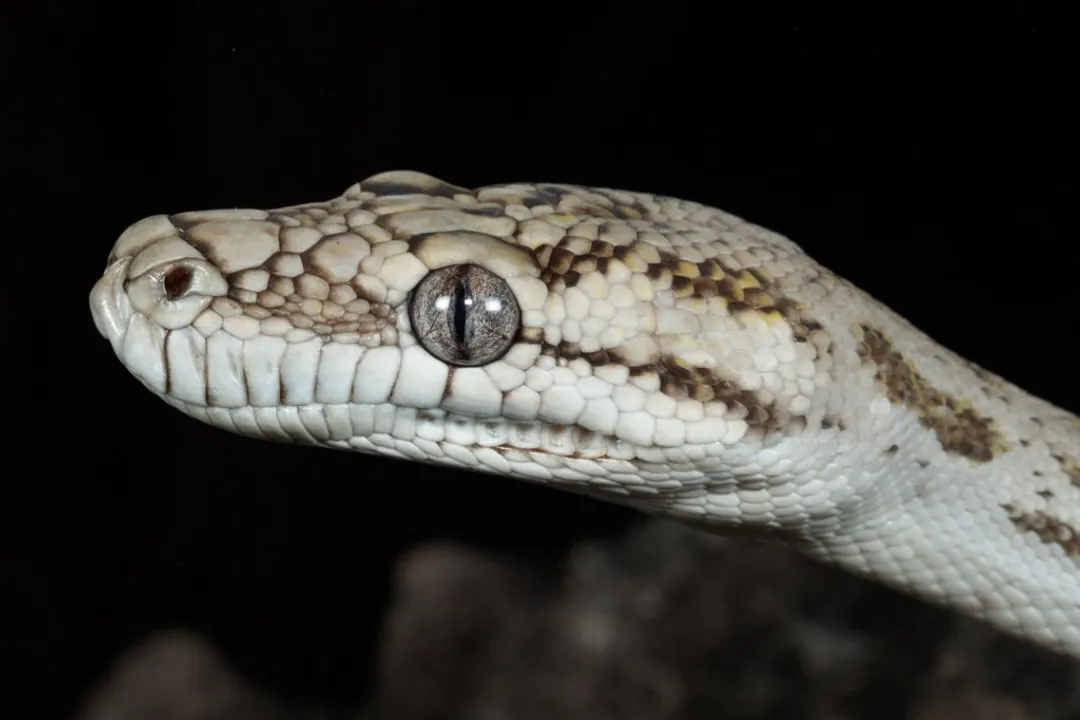 How much is the Oenpelli python worth?, Inferring Price