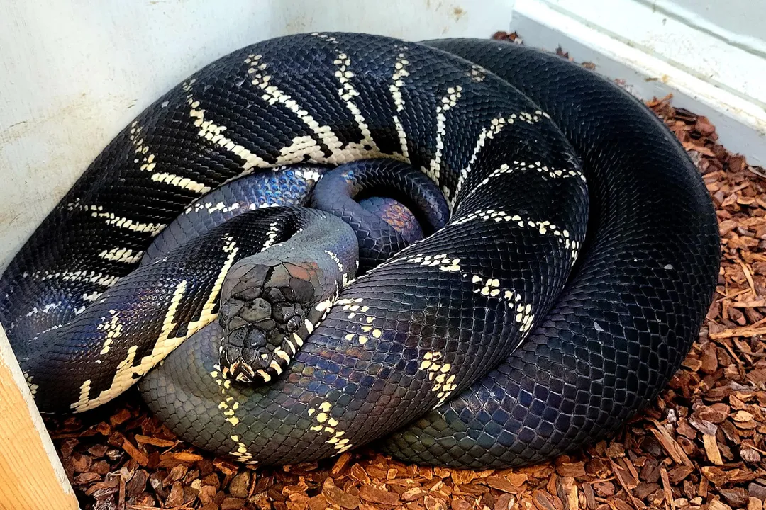 How much is the Oenpelli python worth?, Key Holdings