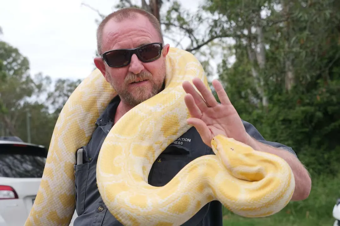 How much is the Oenpelli python worth?, Extreme Rarity