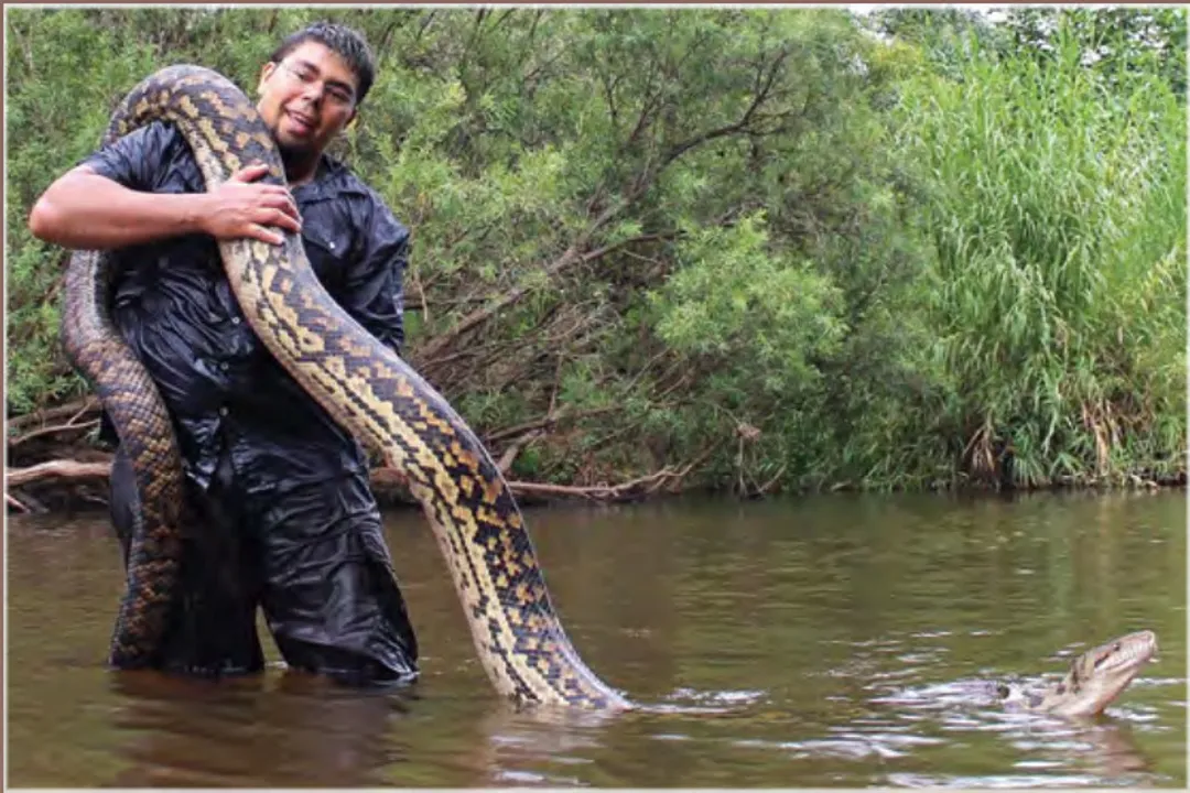 How much is the Oenpelli python worth?, Python Identity