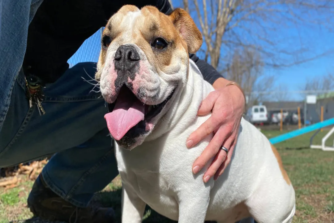 How much should a Beabull weigh?, Genetic Input