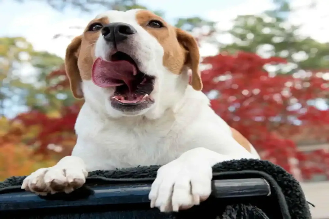 How much should a Beabull weigh?, Standard Weight