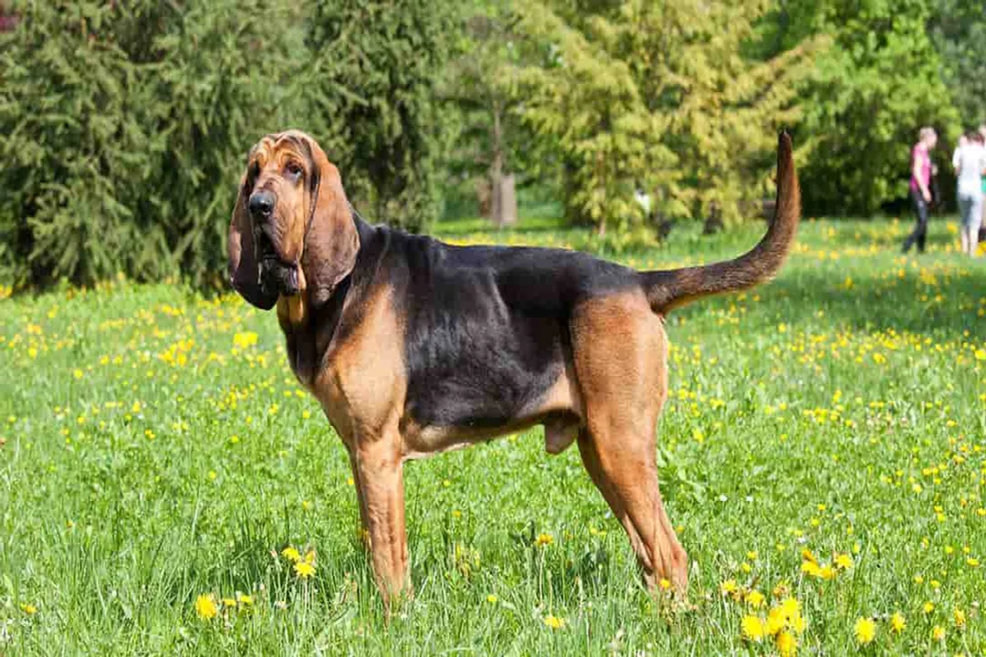 How much should a Bloodhound eat per day?, Growth Stages