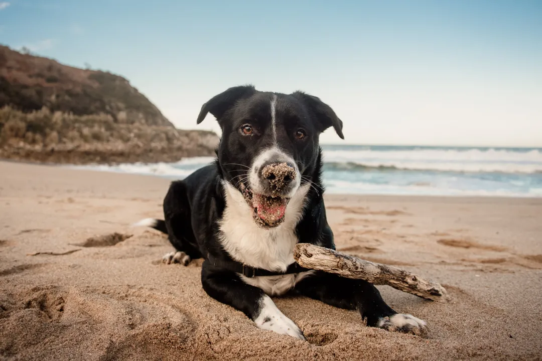 How much should a Borador weigh?, Gender Factors