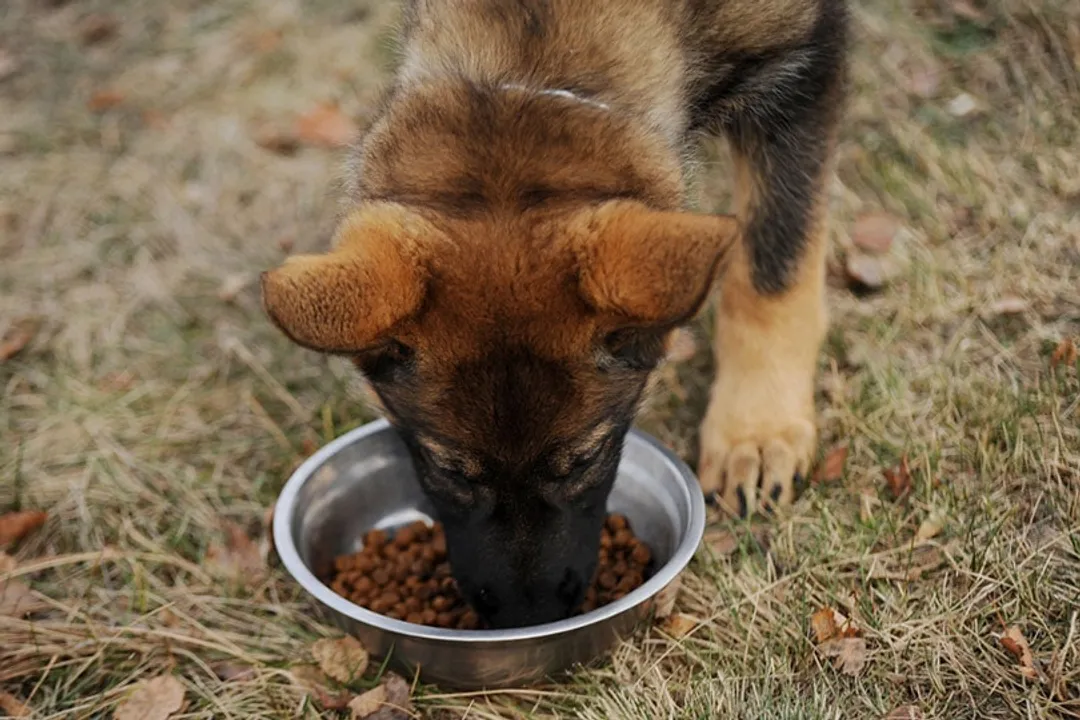 How much should a German Shepherd mix eat?