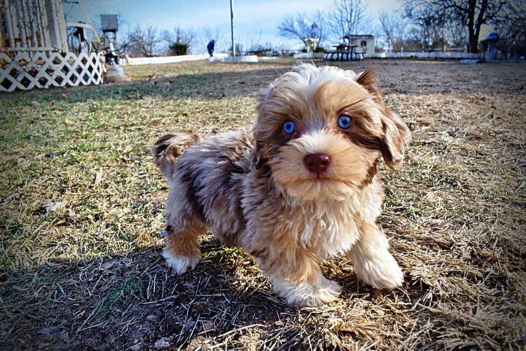 How much should a Havapoo cost?, Synthesis and Final Consideration