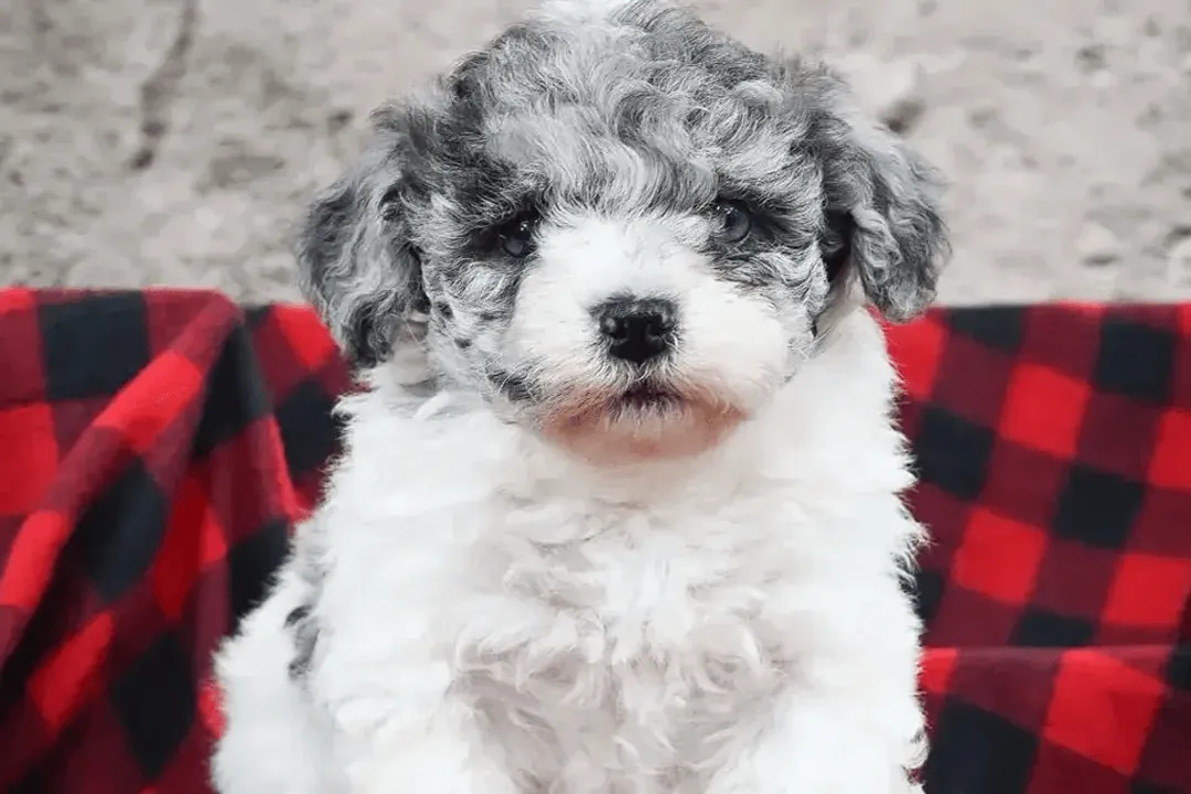 How much should a Havapoo cost?, Adoption and Rescue Pricing