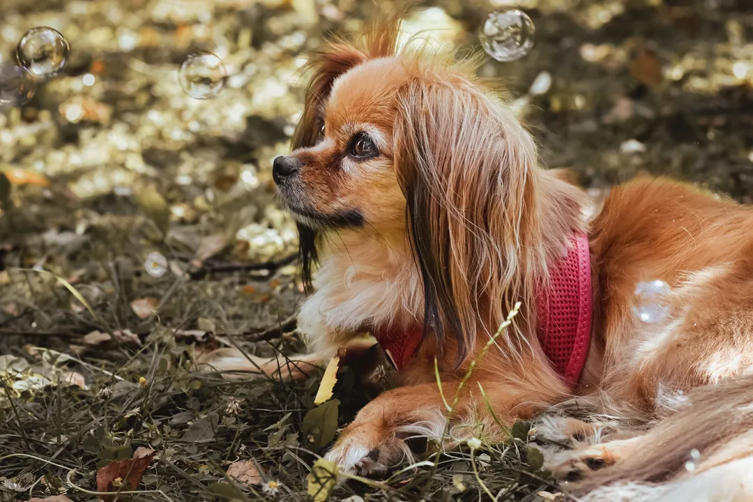 How much should a Papillon eat per day?, Judging Condition Over Cups