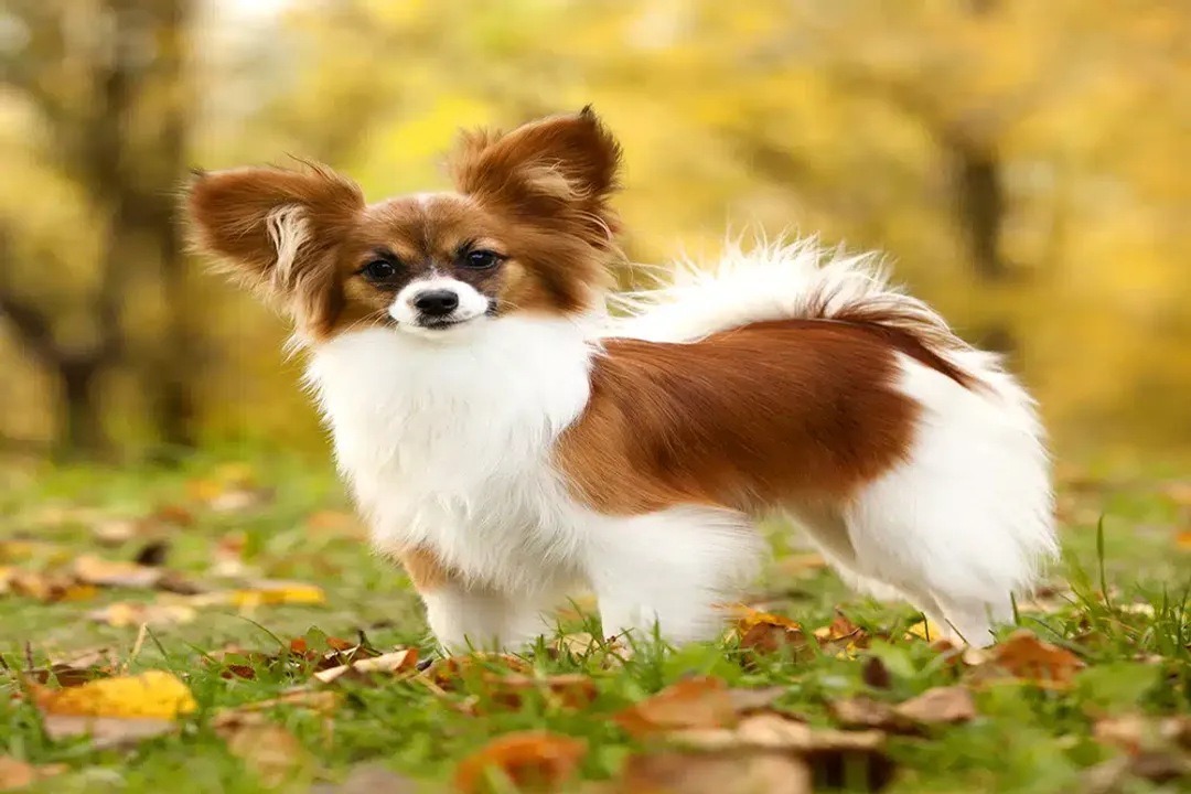 How much should a Papillon eat per day?, Volume Versus Value
