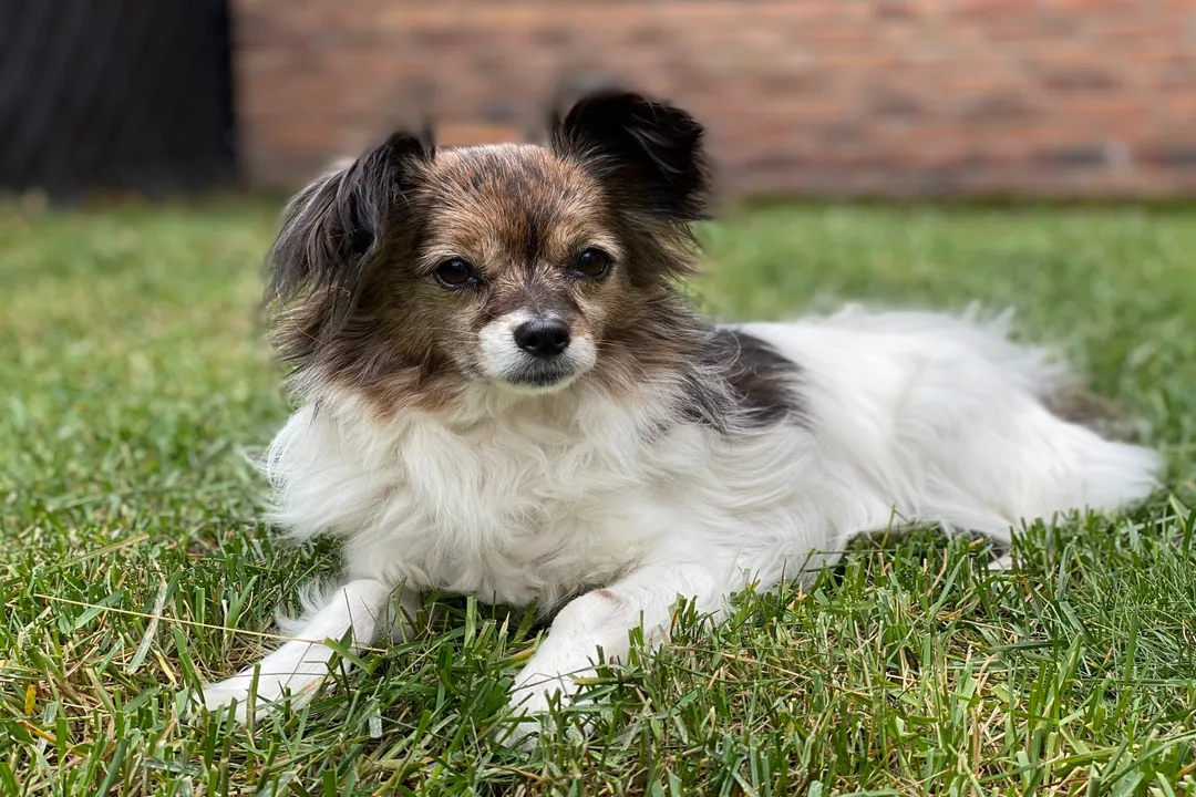 How much should a Papillon eat per day?, Life Stage Intake
