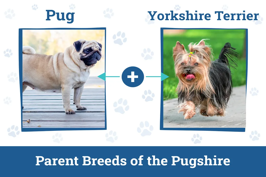 How much should a pugshire weigh?, Size Variance