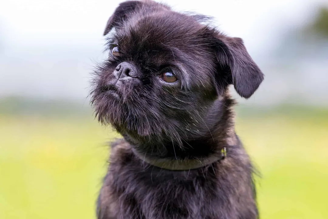 How much should a pugshire weigh?