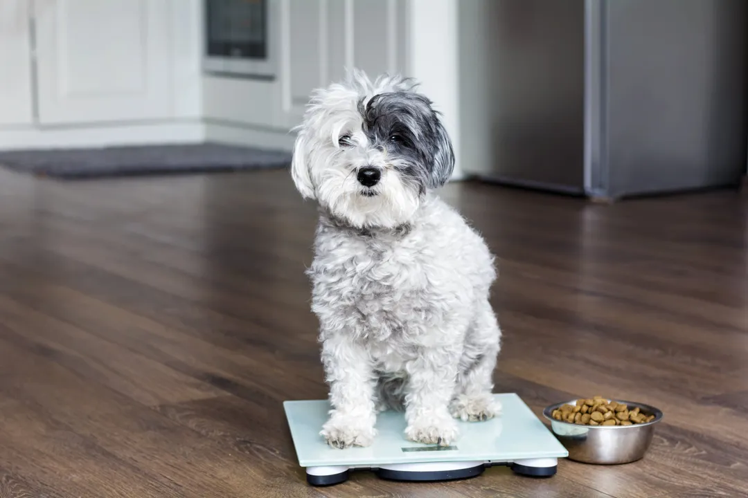 How much should my dog eat per day?, Calculating Portions