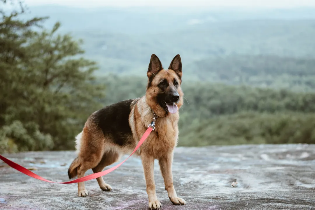 How much should you pay for a German Shepherd?