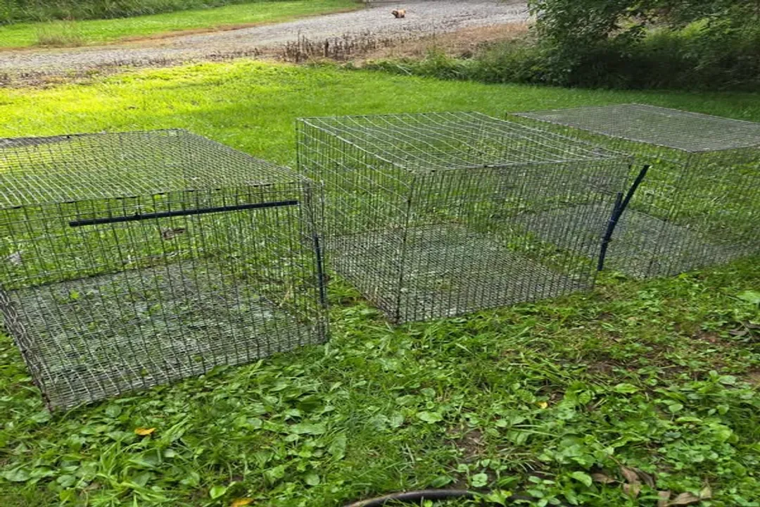 How much space does a French Lop need?, Space Magnitude