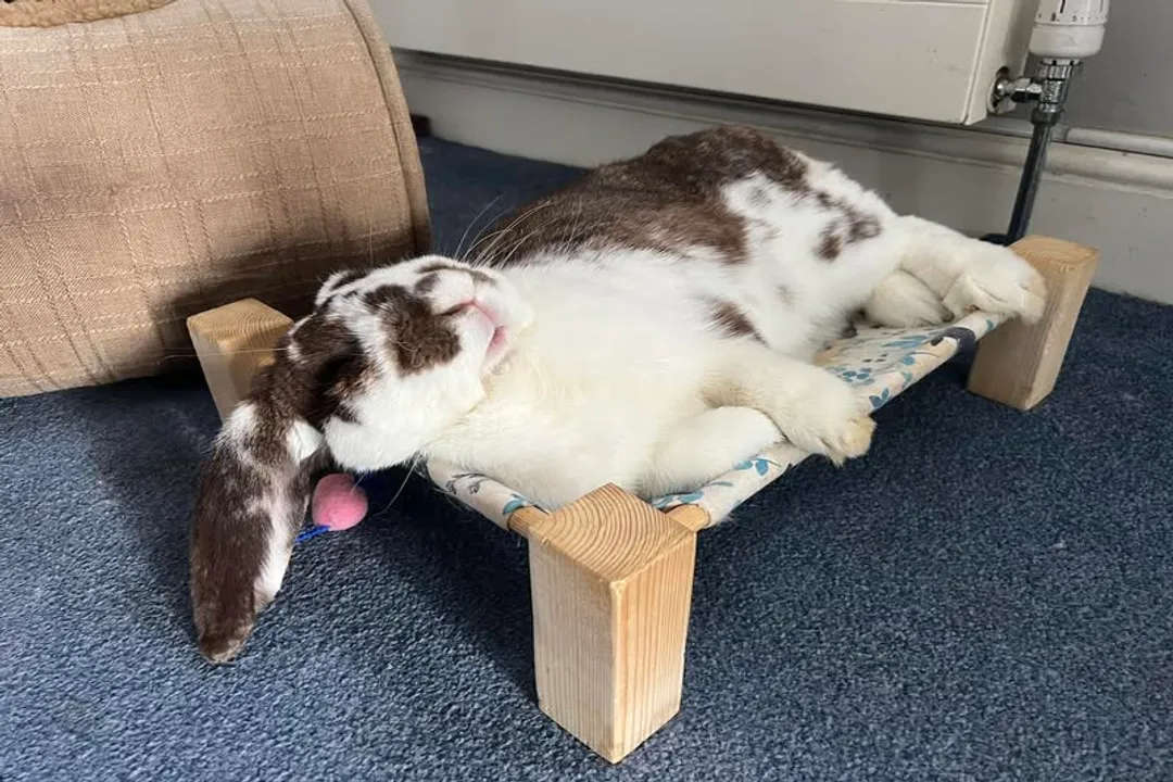 How much space does a French Lop need?, Minimum Floor Area