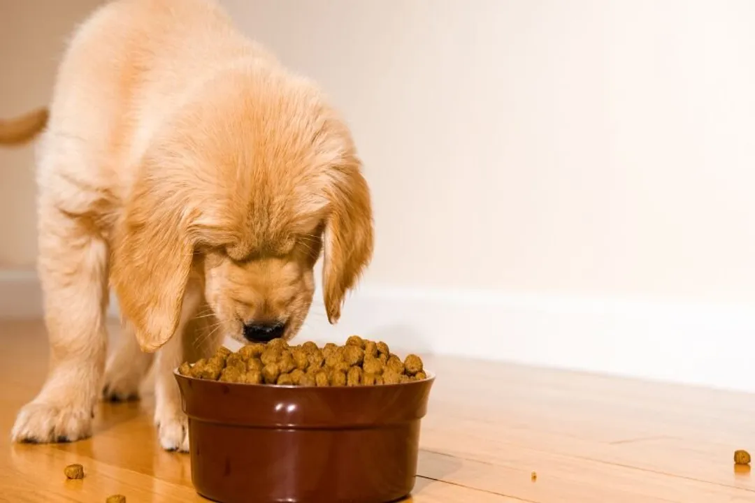 How much to feed a Borador puppy?, Calorie Estimates