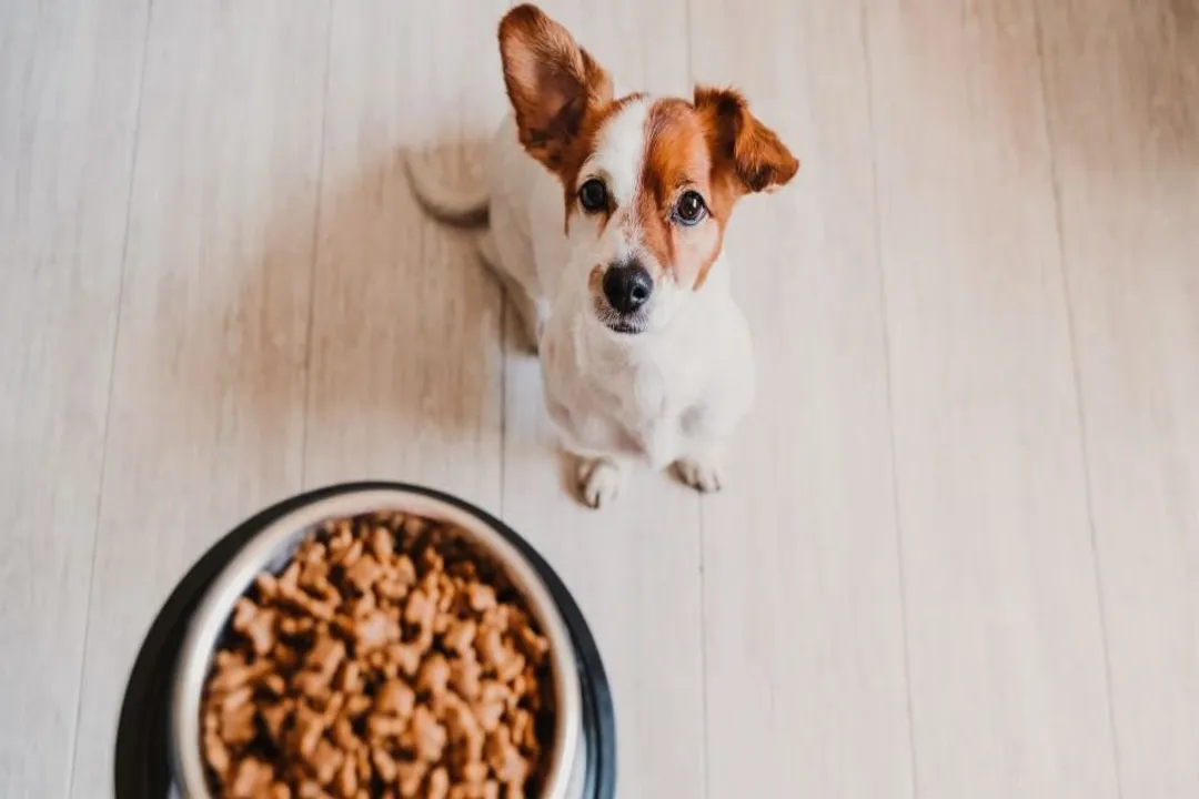 How much to feed a Borador puppy?, Meal Frequency
