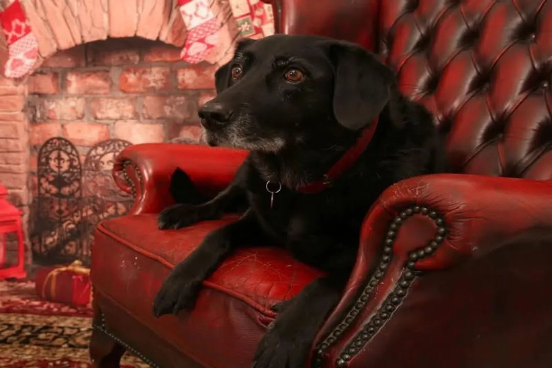 How much to feed a Borador puppy?, Initial Needs