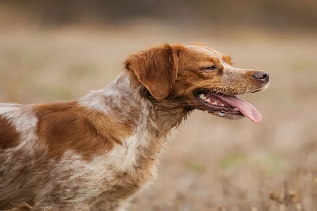 How much to feed a Brittany?, Calculating Adult Maintenance