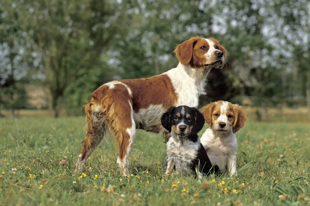 What is the typical adult weight range cited for the Brittany dog?