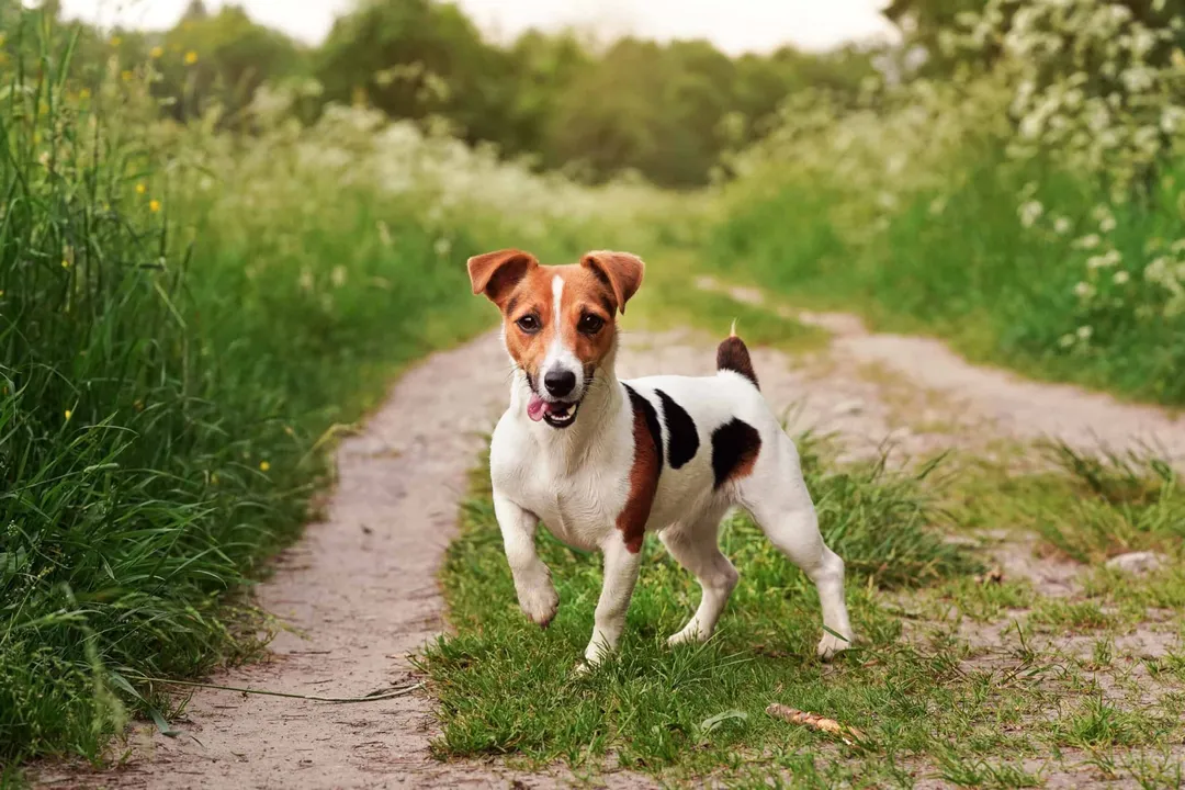 How often do Jack Russells eat?, Adult Rhythm